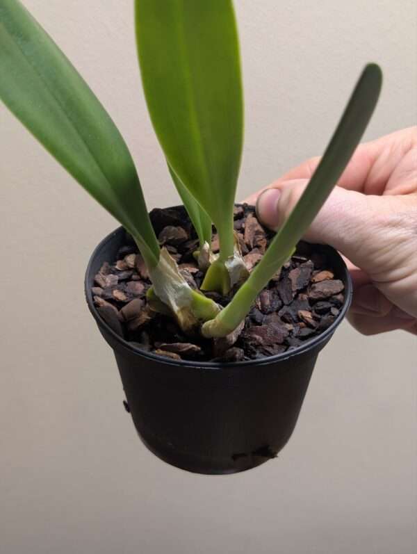 Bulbophyllum schinzianum - Image 2