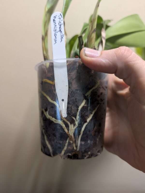 Trichopilia hennisiana - Image 3