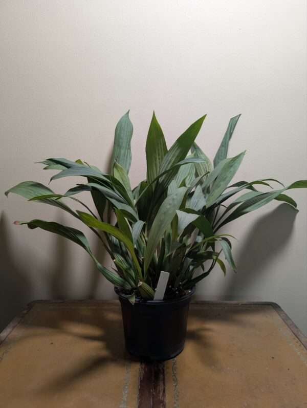 Coelogyne pulverula - Image 2