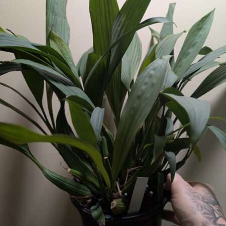 Coelogyne pulverula