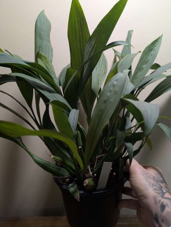Coelogyne pulverula
