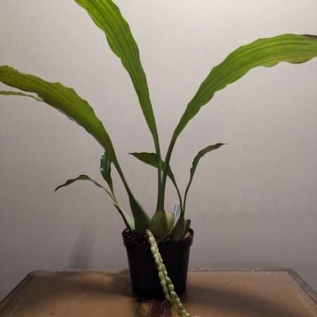 Coelogyne tomentosa