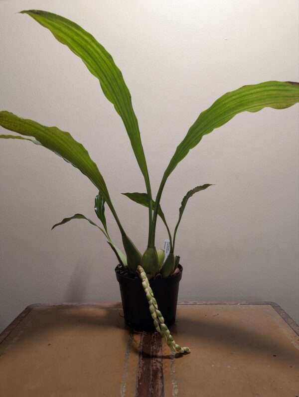 Coelogyne tomentosa