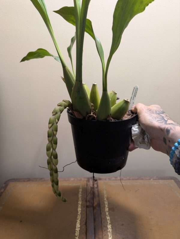 Coelogyne tomentosa - Image 2