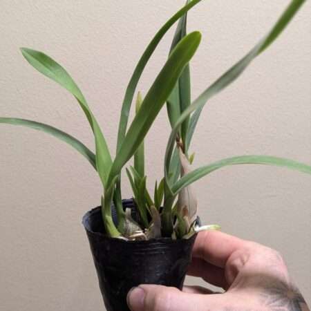 Encyclia cordigera var. alba