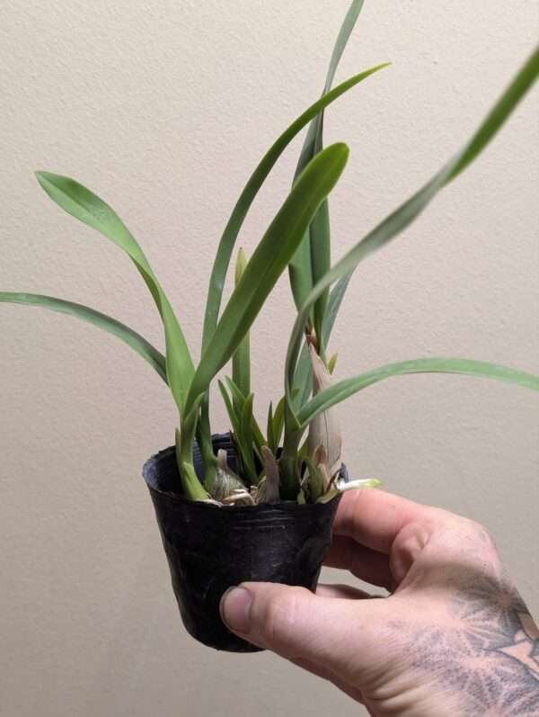 Encyclia cordigera var. alba