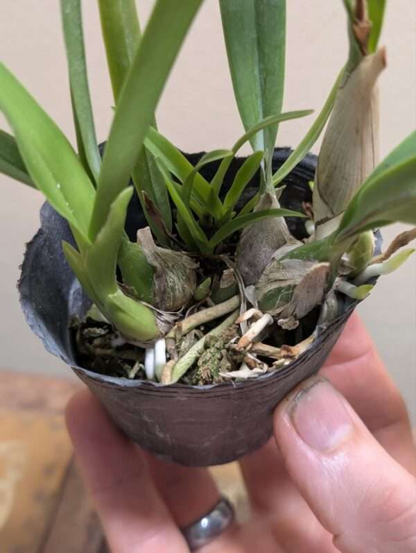 Encyclia cordigera var. alba - Image 2