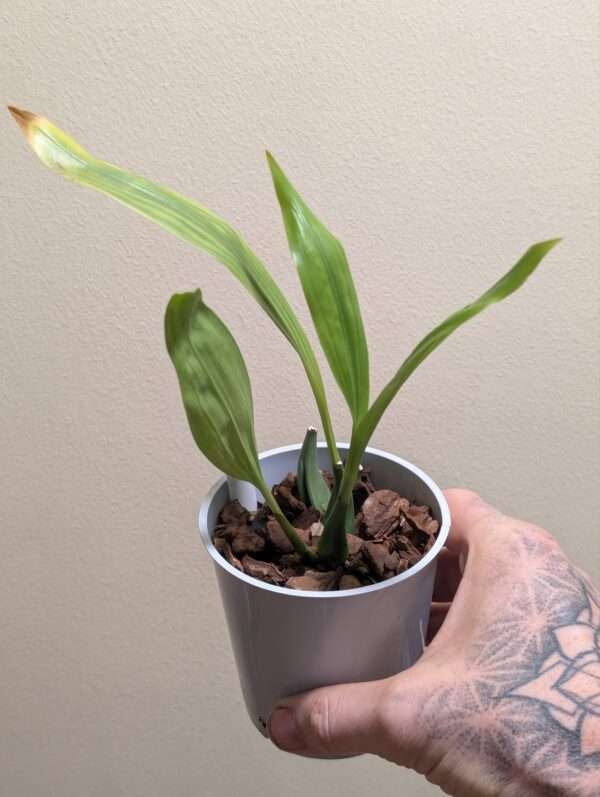 Coelogyne  ecarinata x speciosa - Image 2