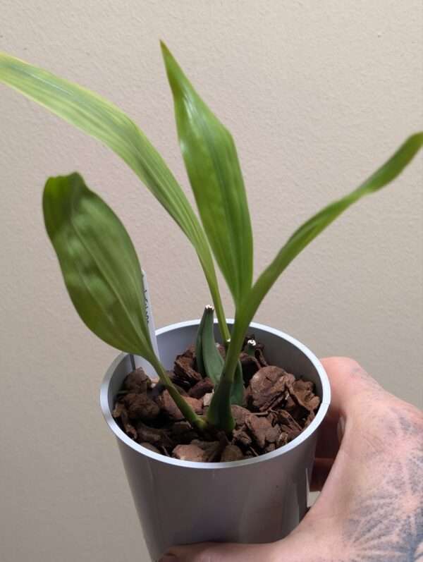 Coelogyne  ecarinata x speciosa - Image 3