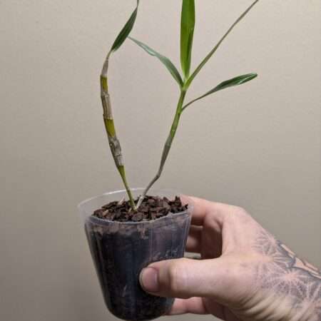 Dendrobium hercoglossum