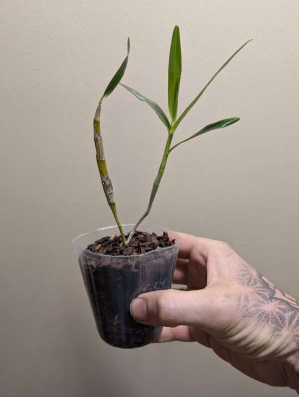 Dendrobium hercoglossum