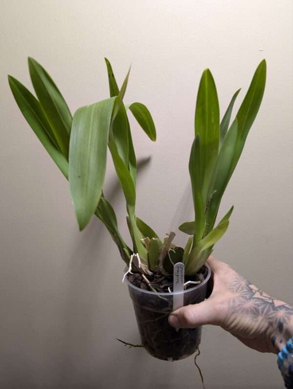 Oncidium Cheyenne - Image 3