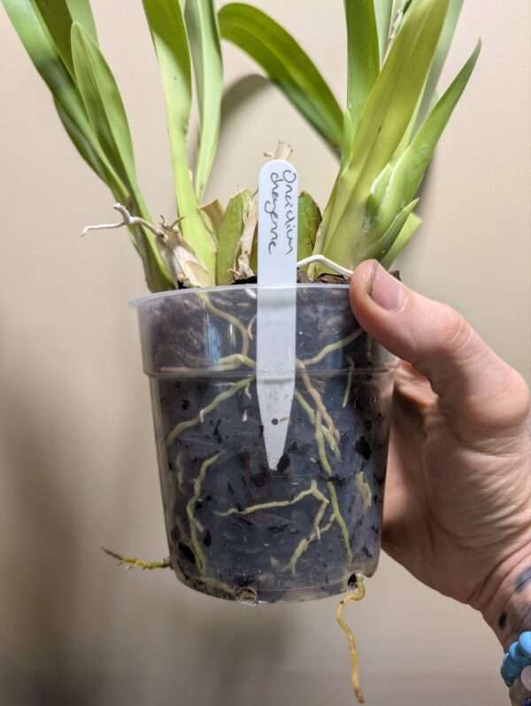 Oncidium Cheyenne - Image 4