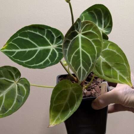 Anthurium Crystallinum "Silver Blush"