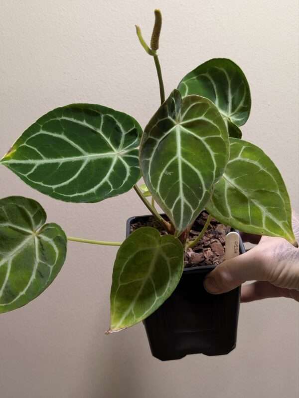 Anthurium Crystallinum "Silver Blush"