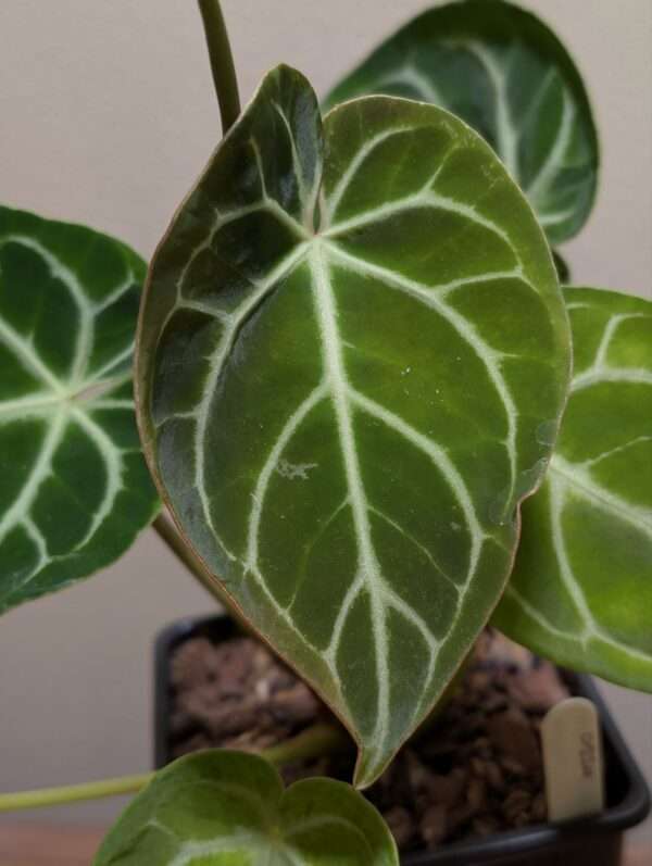 Anthurium Crystallinum "Silver Blush" - Image 3