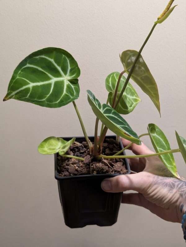 Anthurium Crystallinum "Silver Blush" - Image 2