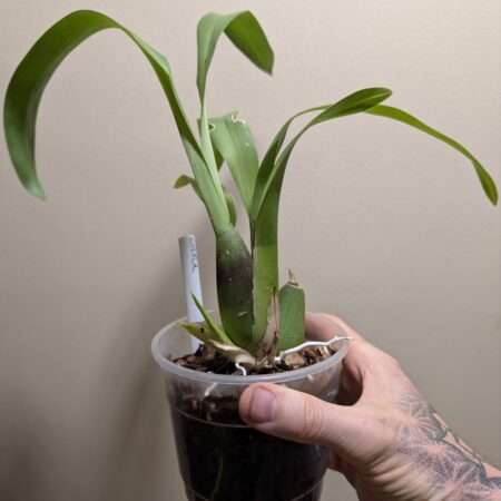 Oncidium (Beallara) Tahoma Glacier 'Green'