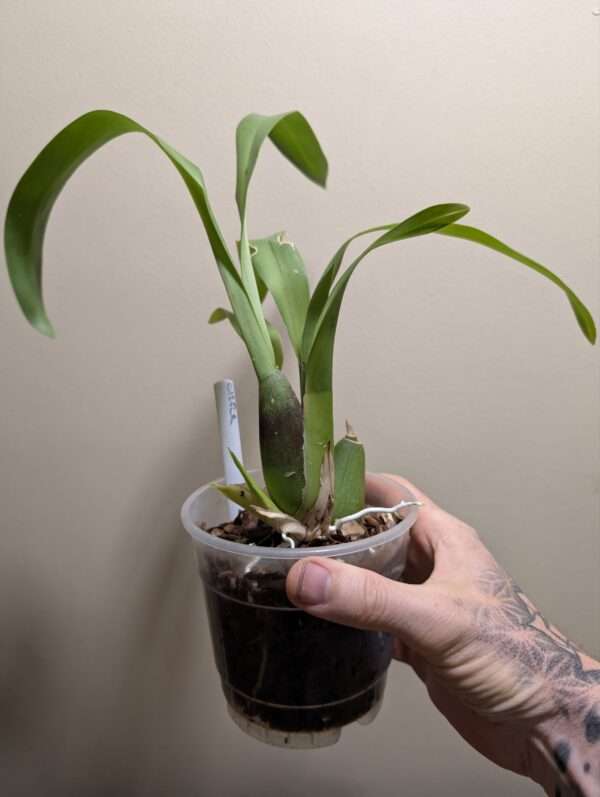 Oncidium (Beallara) Tahoma Glacier 'Green'