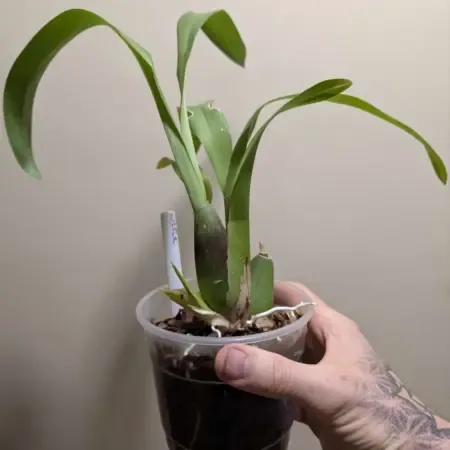 Oncidium (Beallara) Tahoma Glacier 'Green'