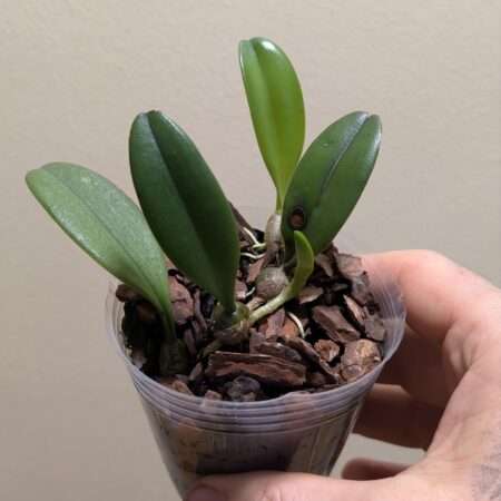 Bulbophyllum auratum