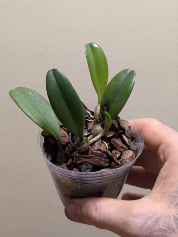 Bulbophyllum auratum