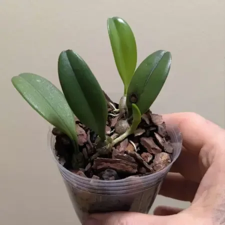 Bulbophyllum auratum