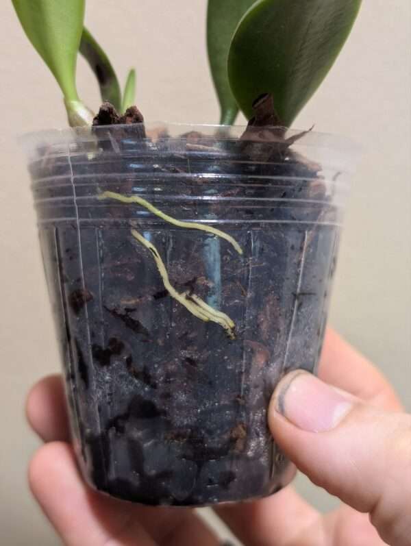 Bulbophyllum auratum - Image 3
