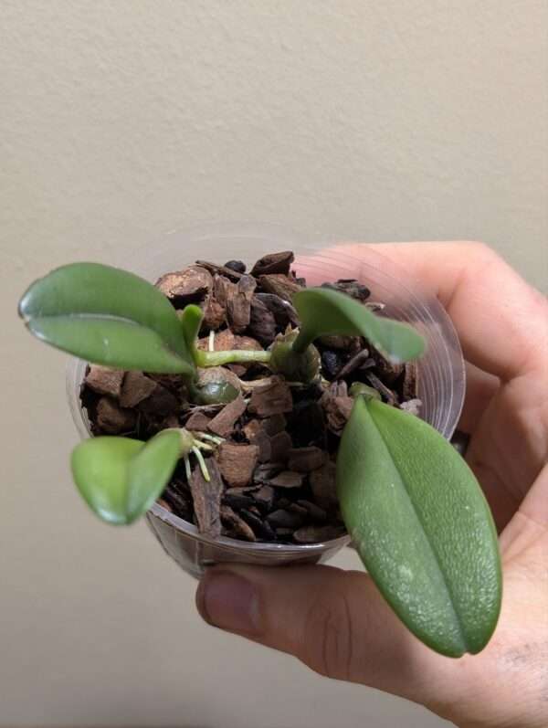 Bulbophyllum auratum - Image 2