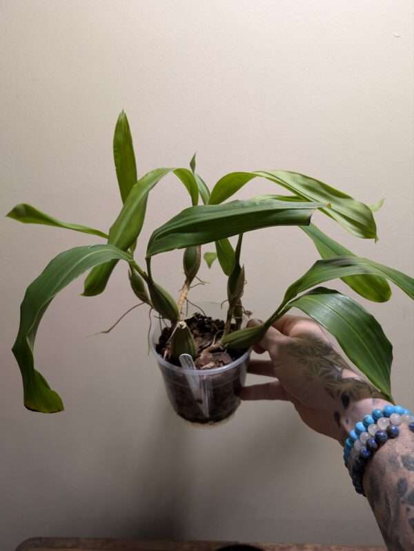 Coelogyne barbata x fimbriata - Image 3