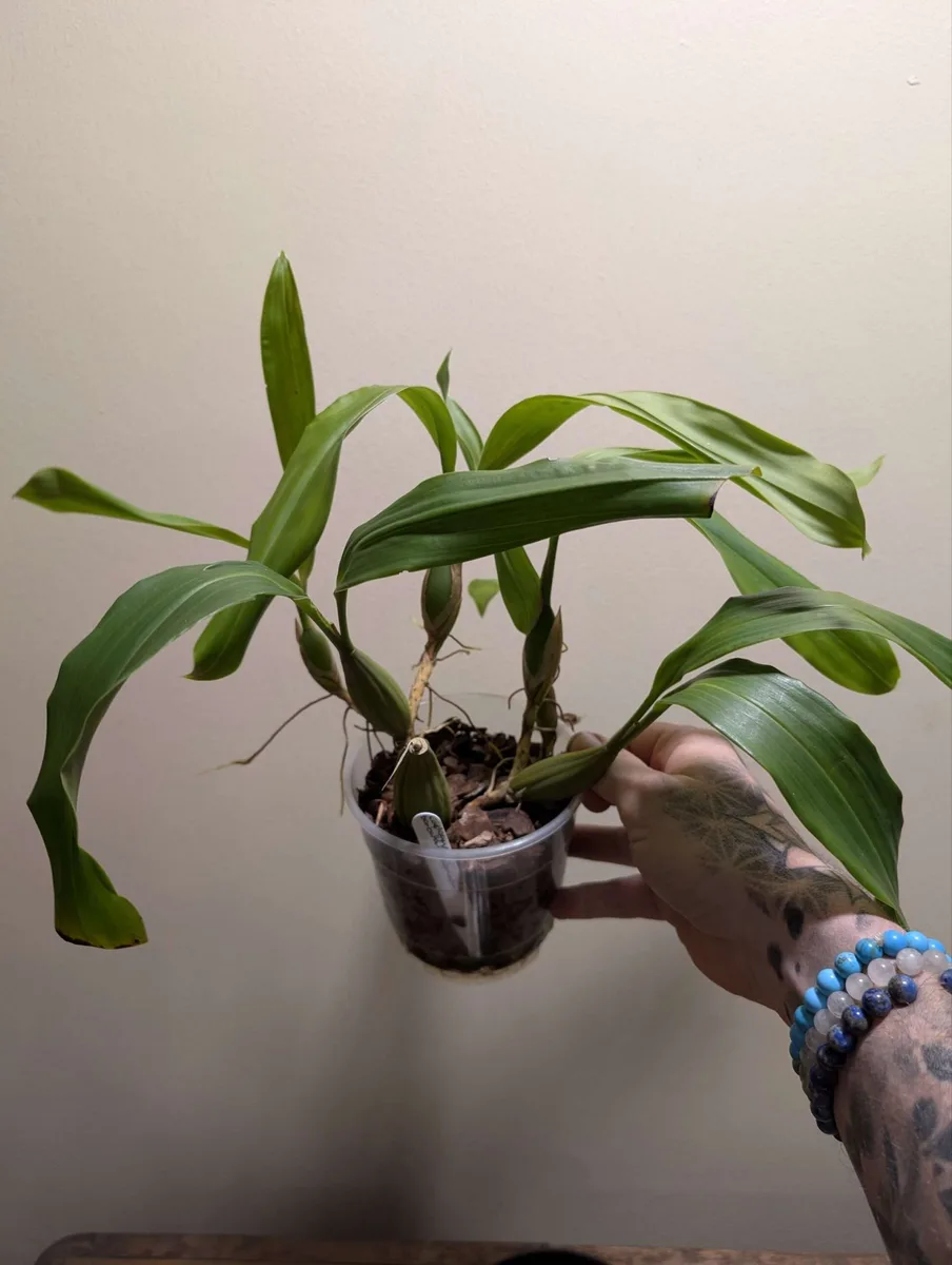 Coelogyne barbata x fimbriata - Image 3