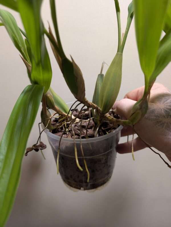 Coelogyne barbata x fimbriata - Image 4