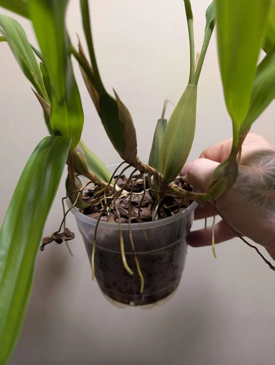 Coelogyne barbata x fimbriata - Image 4