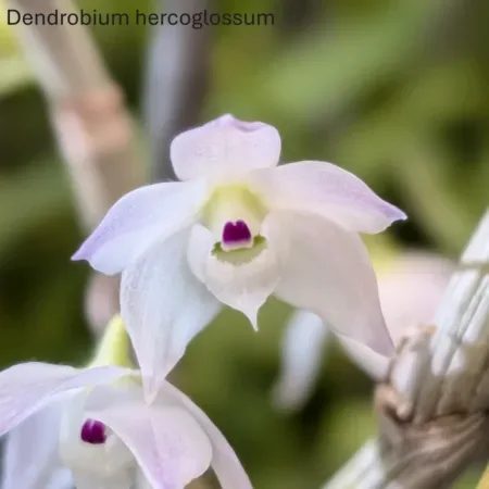 Dendrobium hercoglossum