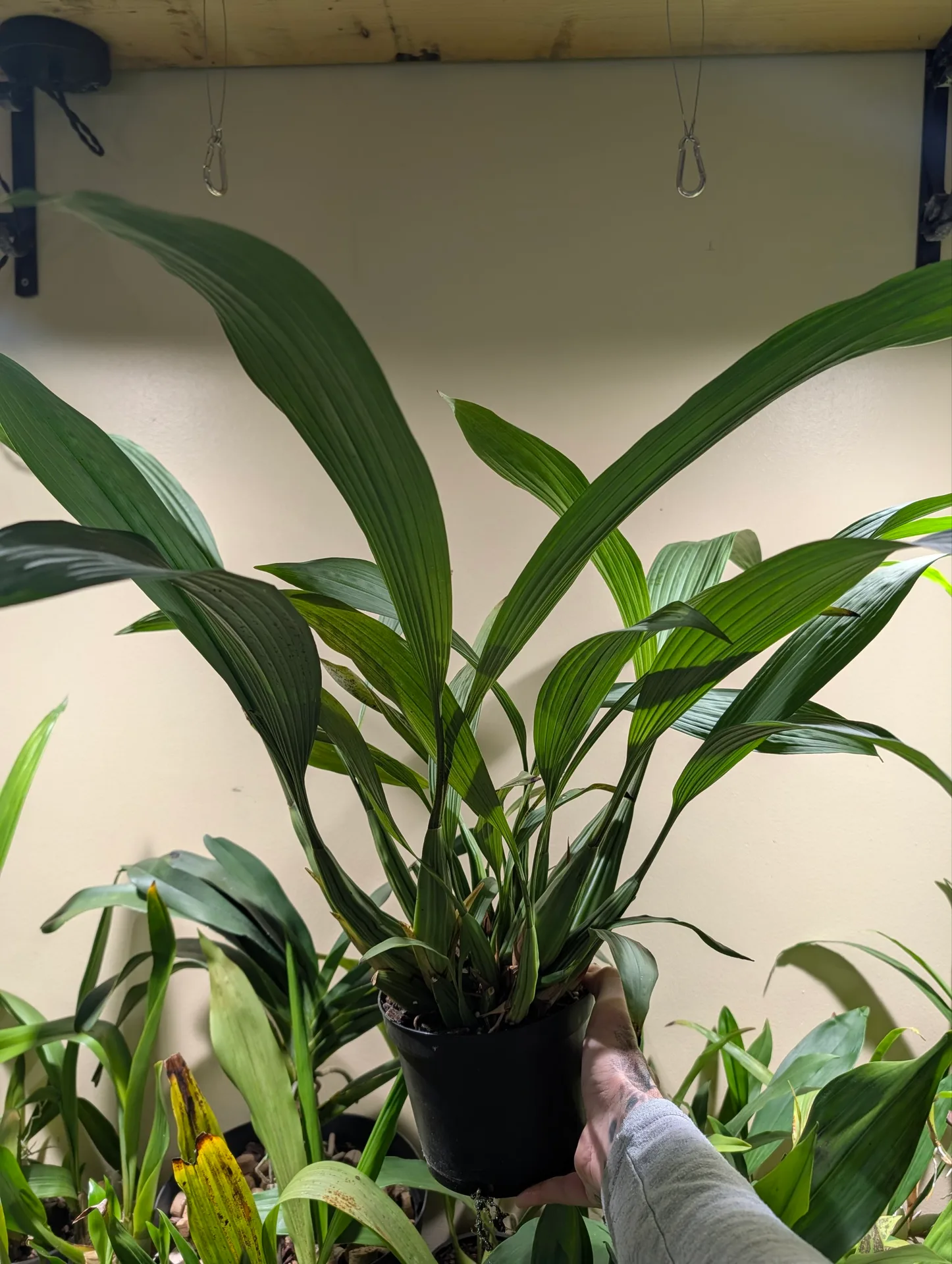 Coelogyne pulverula - Image 2