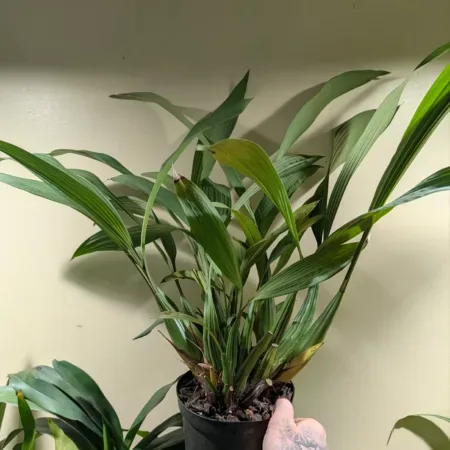 Coelogyne pulverula