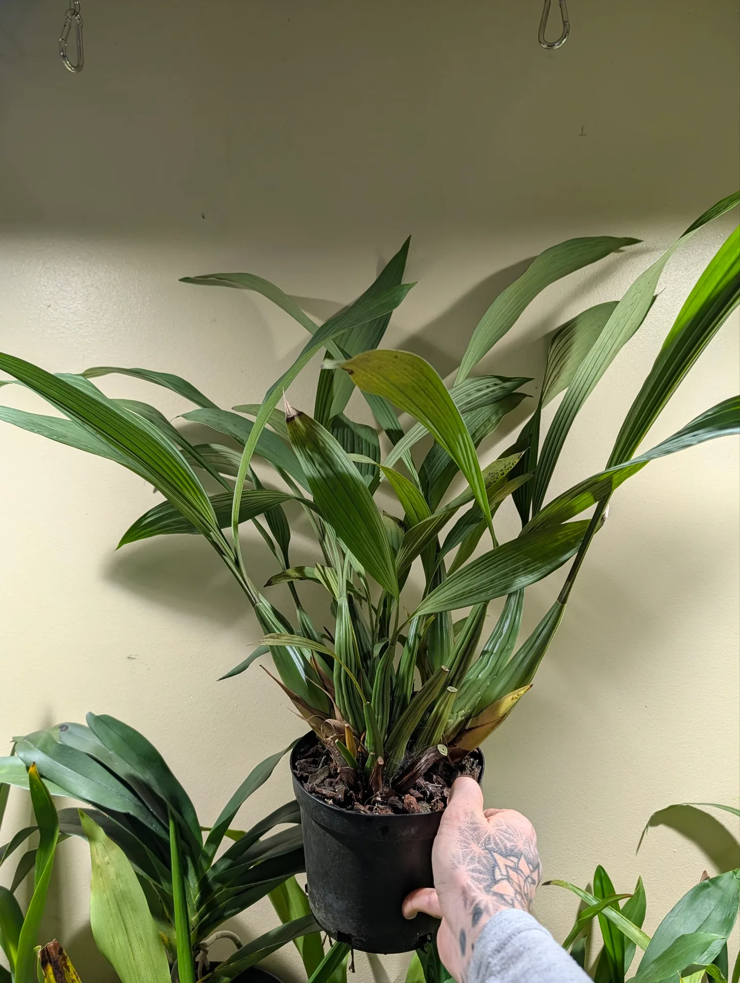 Coelogyne pulverula