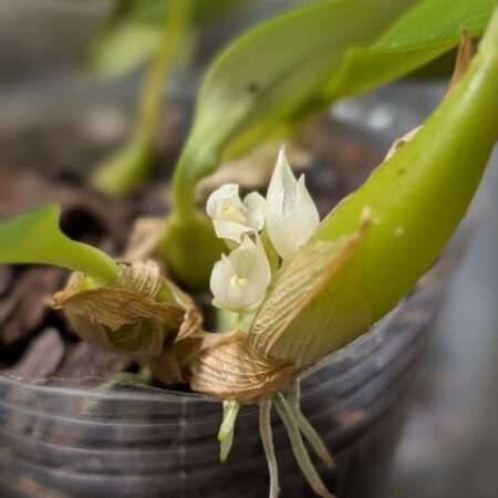 Bulbophyllum capitatum