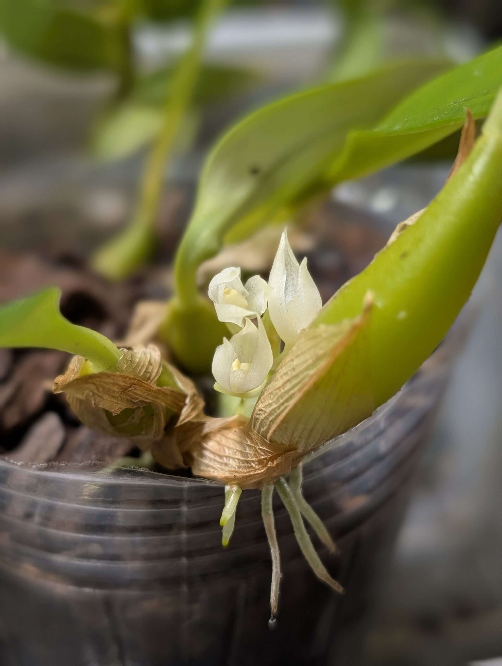 Bulbophyllum capitatum