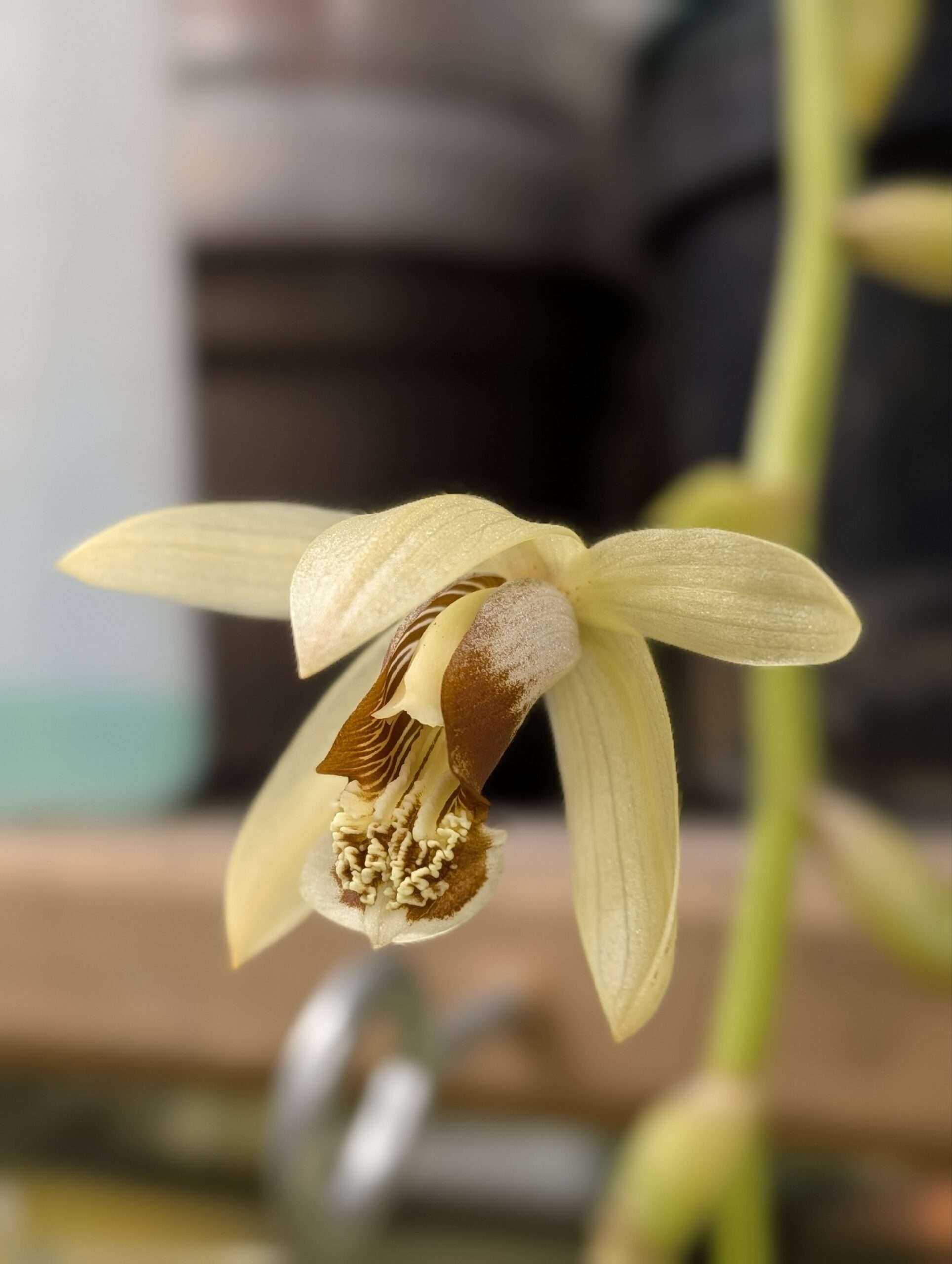 Coelogyne tomentosa