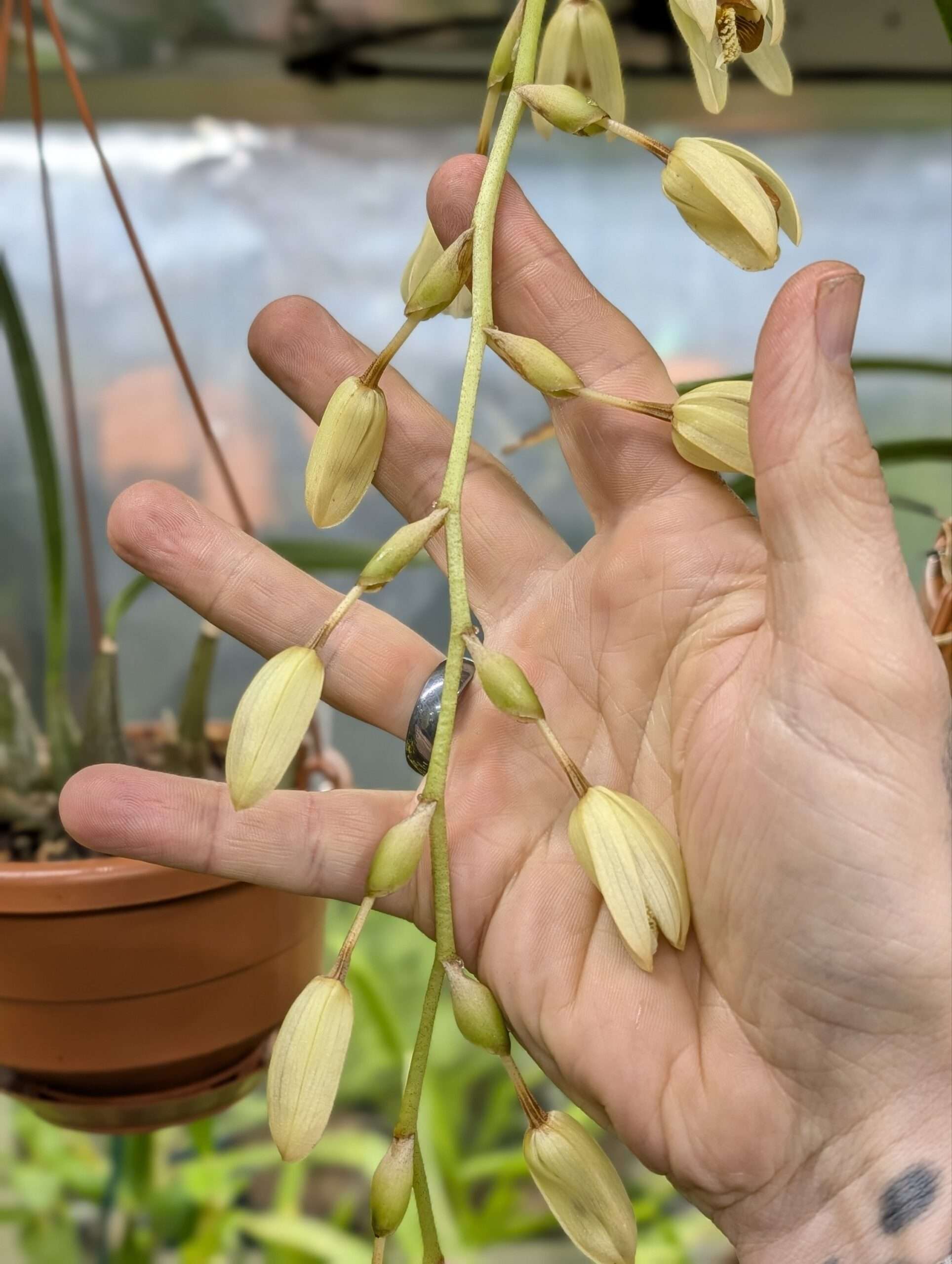 Coelogyne tomentosa - Image 4