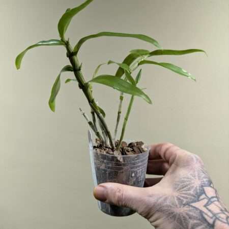 Dendrobium Rainbow Dance