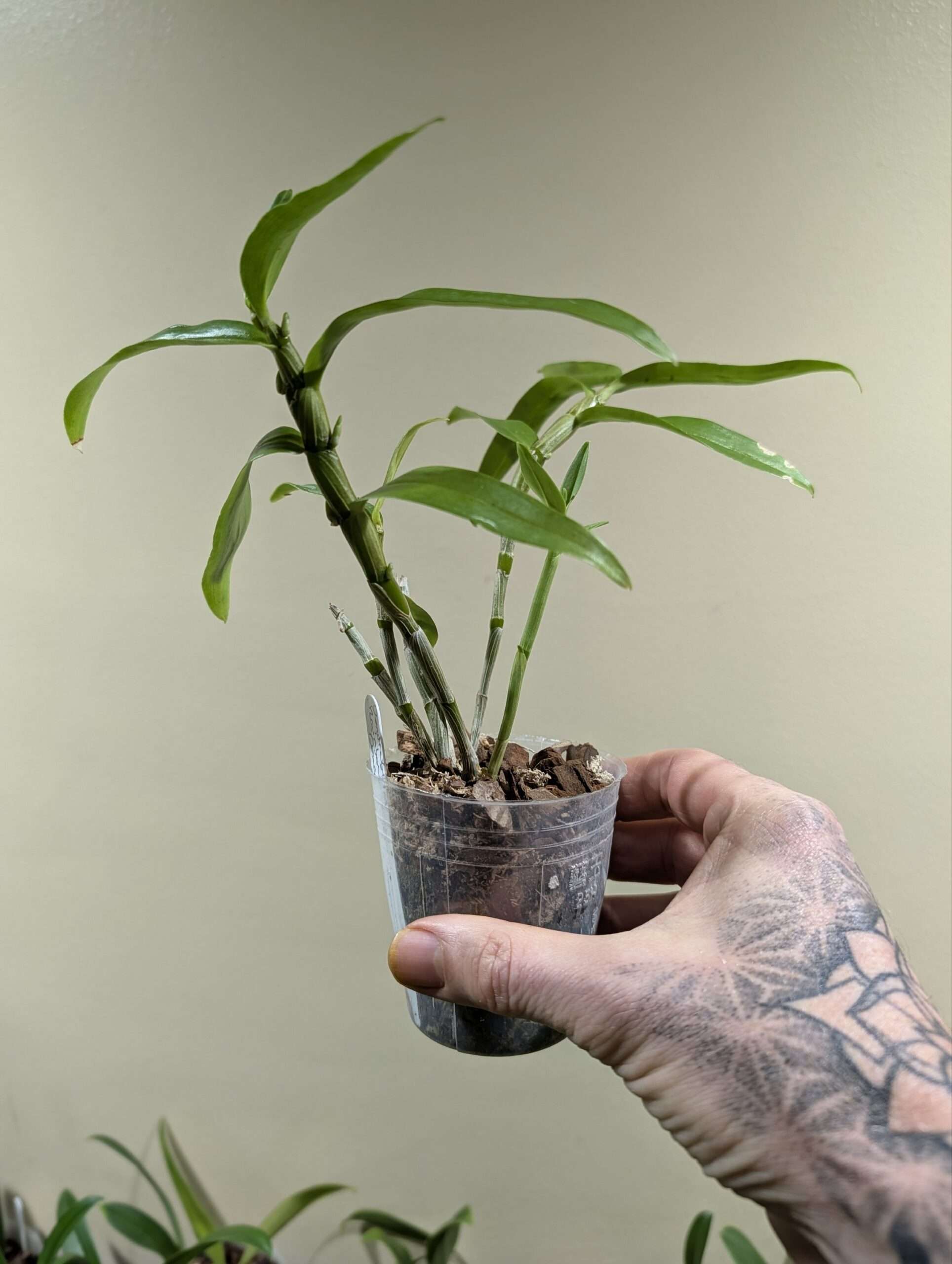 Dendrobium Rainbow Dance