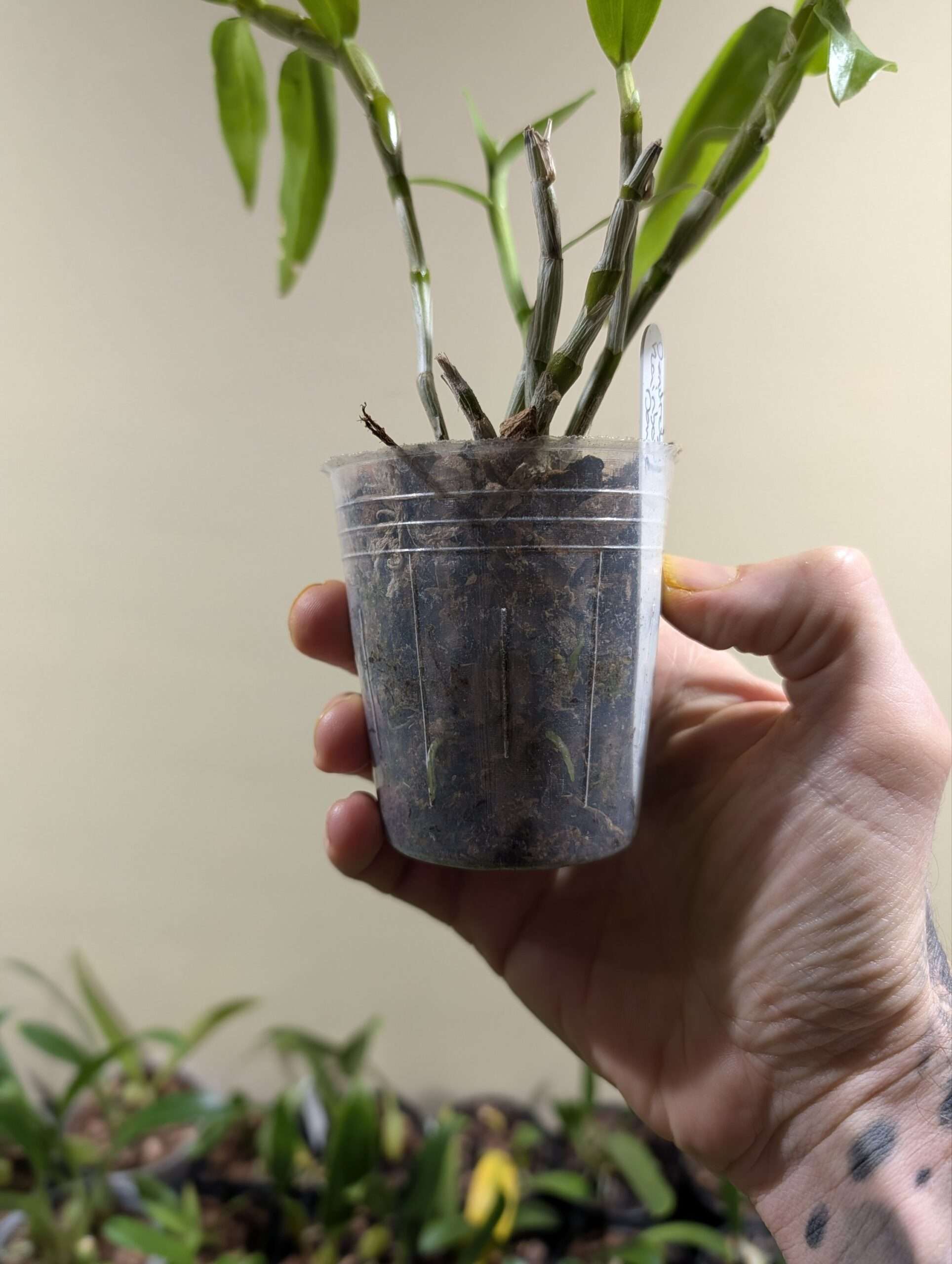 Dendrobium Rainbow Dance - Image 2