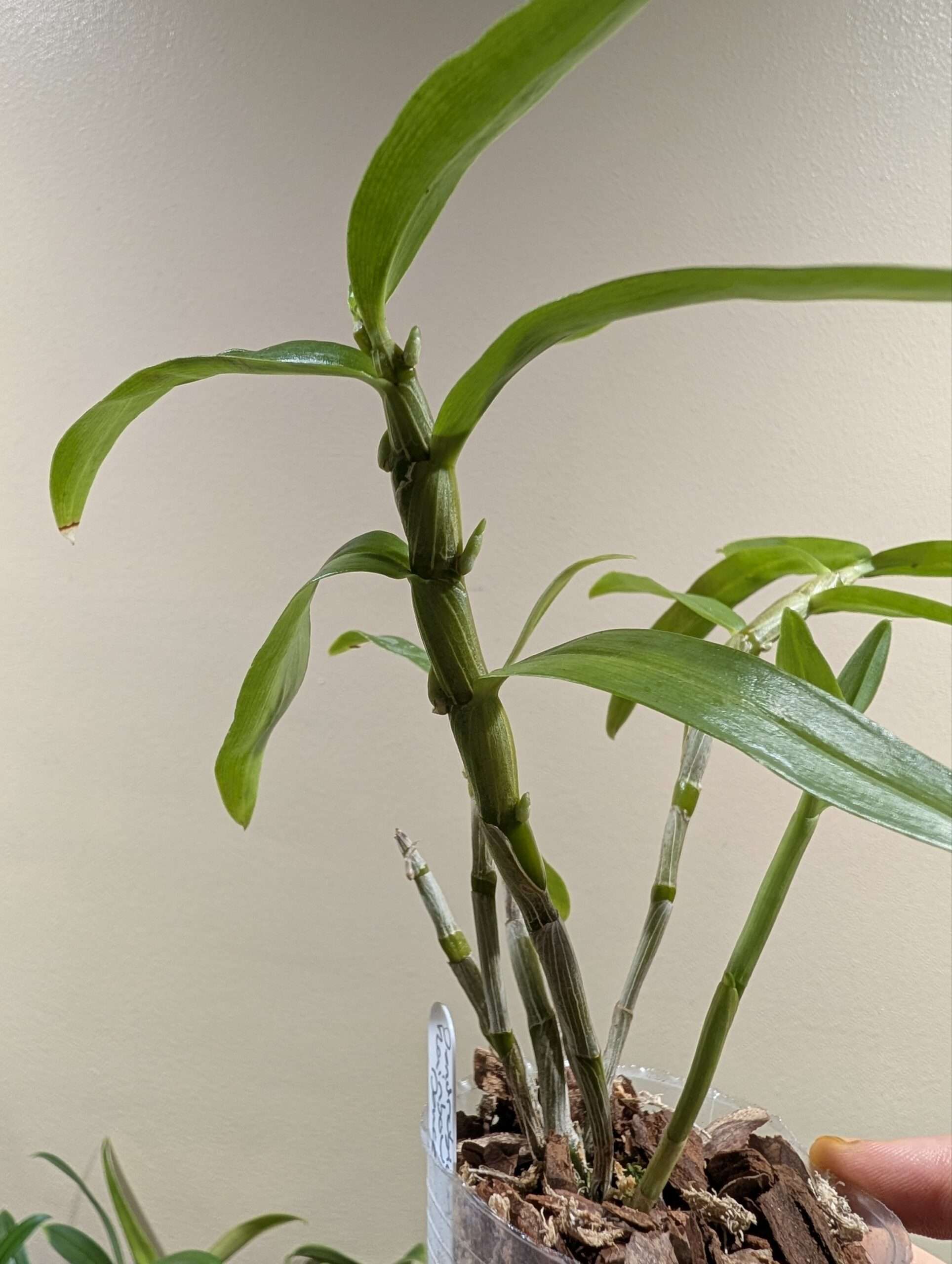 Dendrobium Rainbow Dance - Image 3