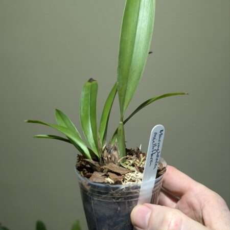 Macradenia multiflora