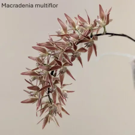 Macradenia multiflora