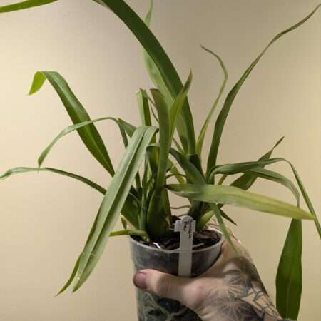 Brassia Rex