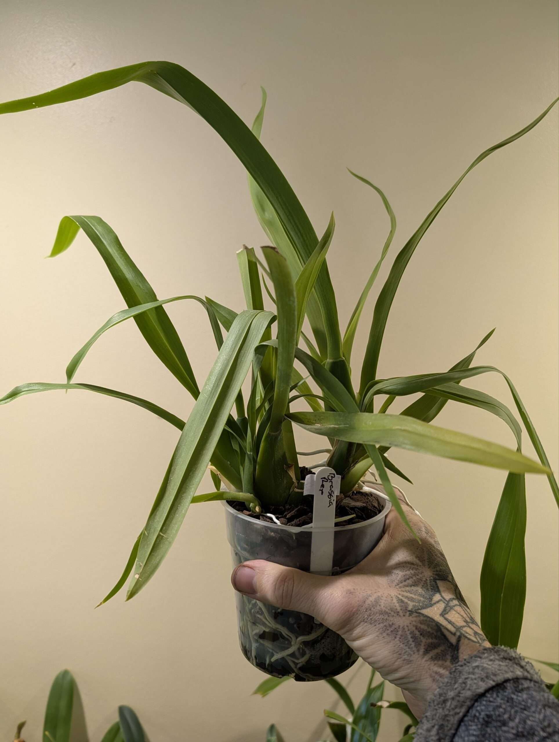 Brassia Rex