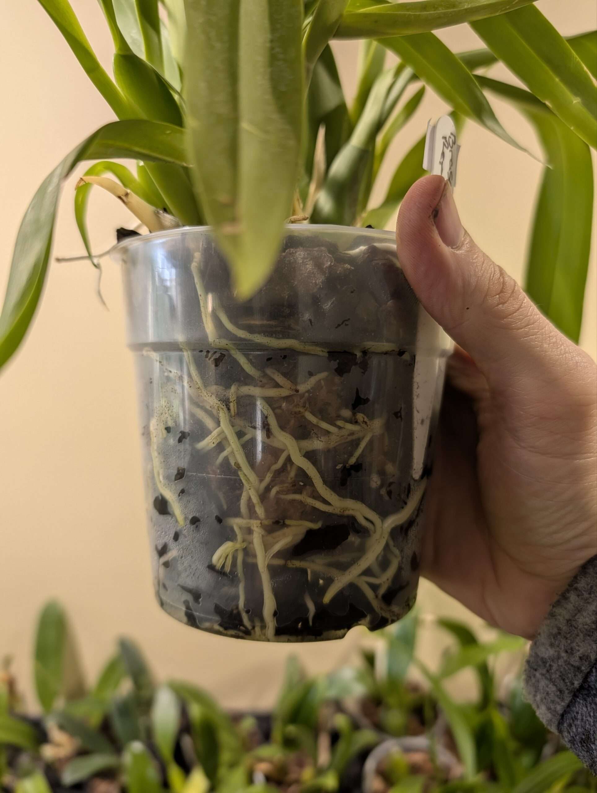 Brassia Rex - Image 3